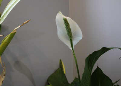White peace lily on display at Trinity Place